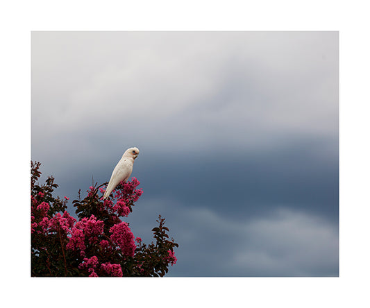 Little Corella 9645