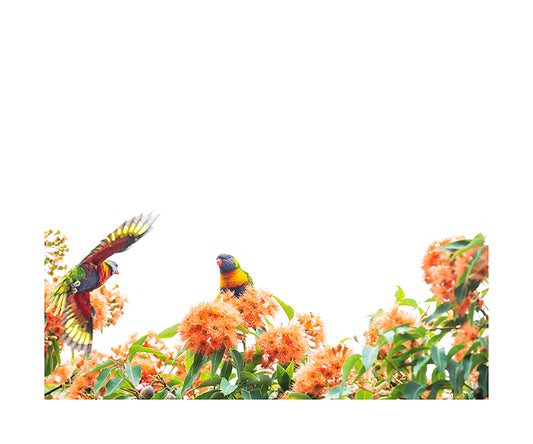 Rainbow Lorikeet 9649 8x10