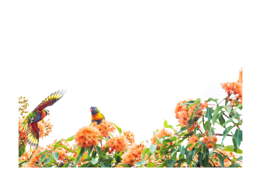 Rainbow Lorikeet 9649