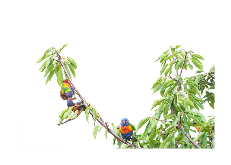 Rainbow Lorikeet 9721