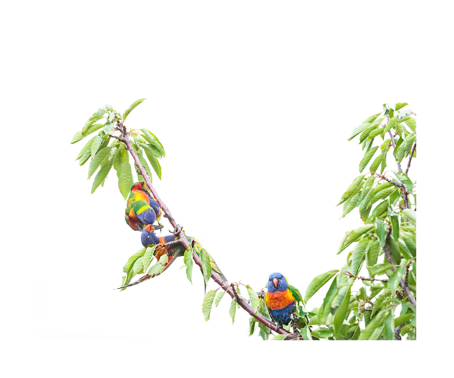 Rainbow Lorikeet 9721