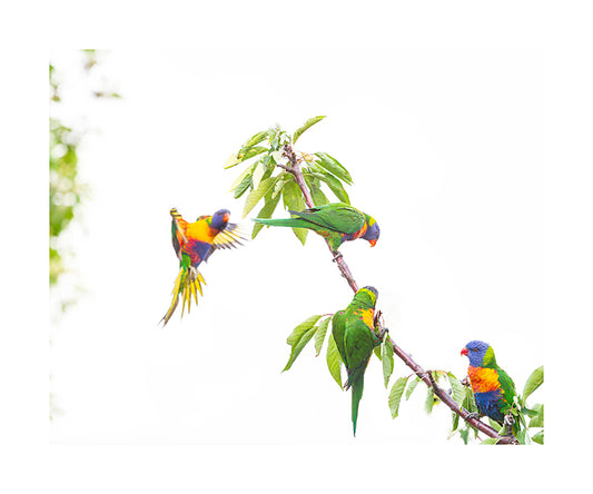 Rainbow Lorikeet 9726 (8x10)