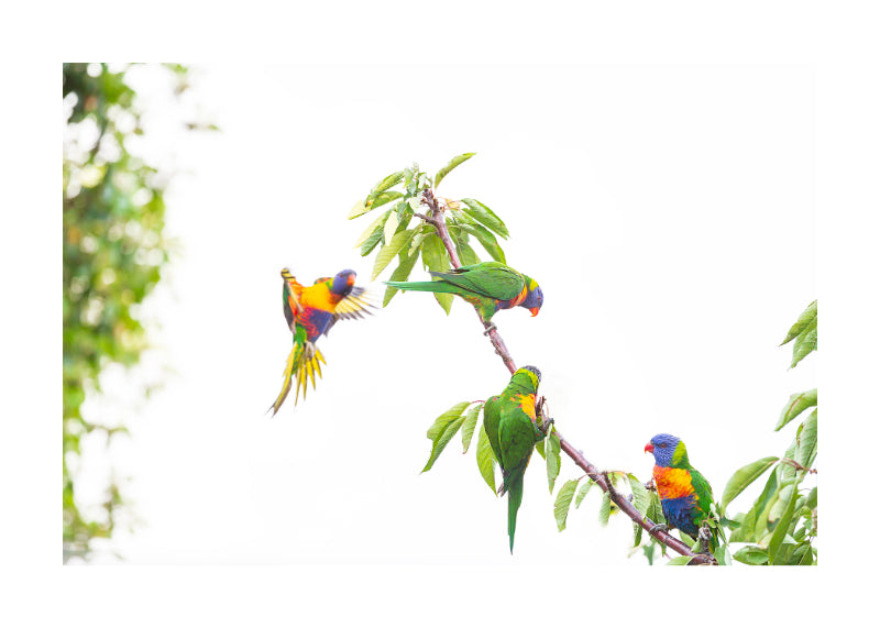 Rainbow Lorikeet 9726