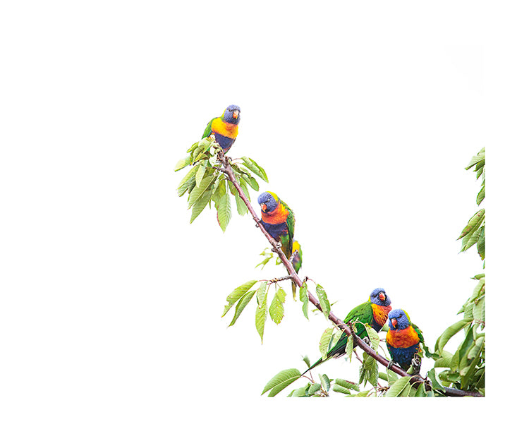 Rainbow Lorikeet 9732