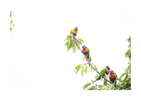 Rainbow Lorikeet 9732