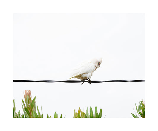 Little Corella 9771