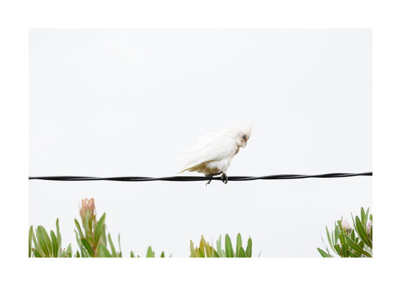 Little Corella 9771