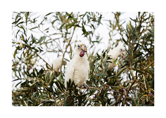 Bird_Little Corella 3825