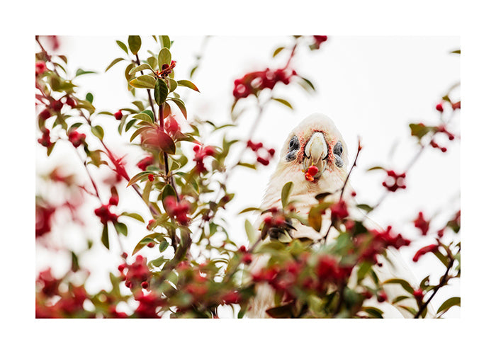 Bird_Little Corella 9223