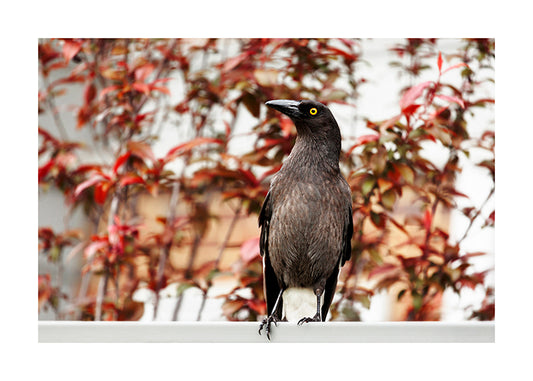 Bird_Currawong 5051