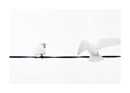 Bird_Little Corella 8952