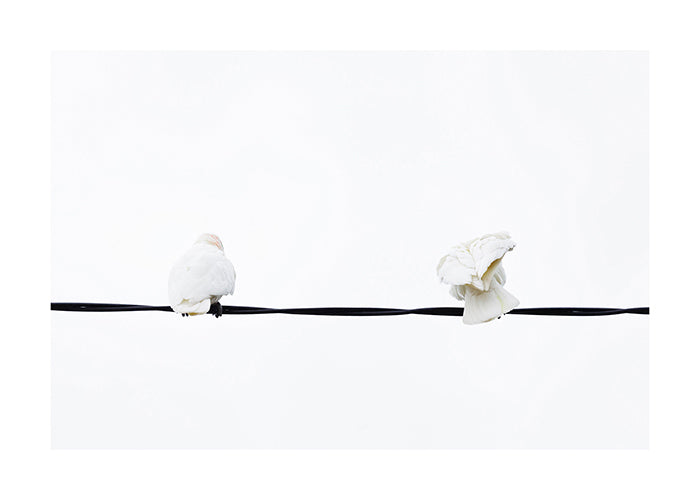 Bird_Little Corella 8954