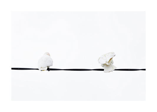 Bird_Little Corella 8954