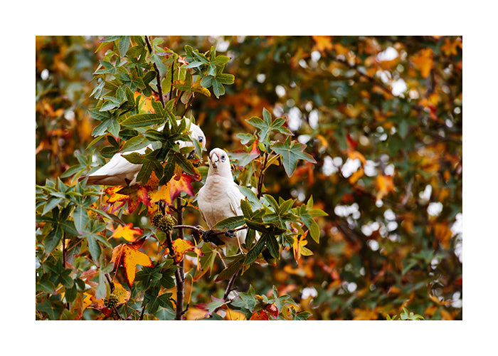 Little Corella 2509 4x6