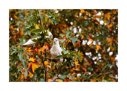 Little Corella 2509 4x6