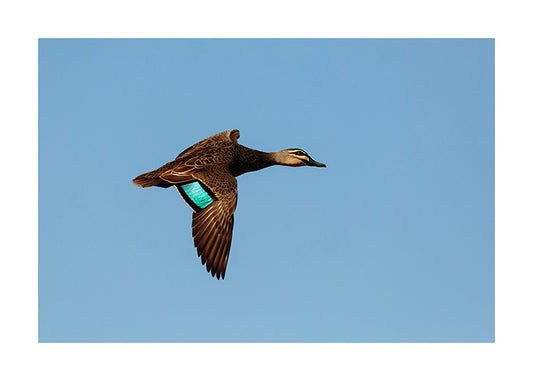 Bird_Pacific Black Duck 9272