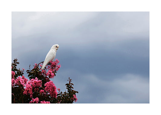 Bird_Little Corella 2751