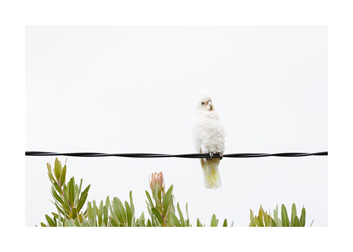 Bird_Little Corella 9768