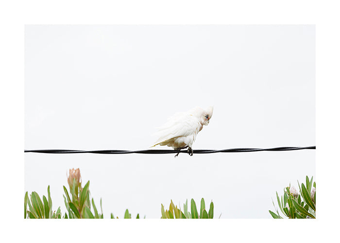 Bird_Little Corella 9771