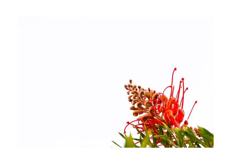 Bottle Brush 6310