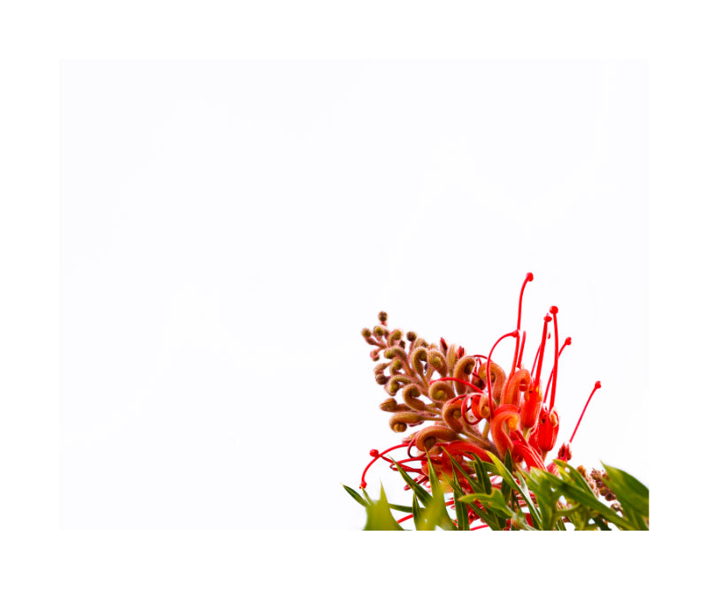 Bottle Brush 6310