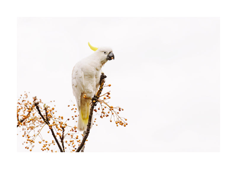 Cockatoo Sulphur Crested 8683