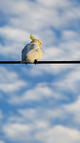 Digital Wallpaper Cockatoo 9257