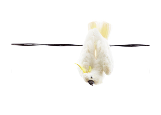 Cockatoo_bird 8823 (4x6)