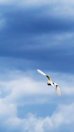 Digital Wallpaper Corella 9665