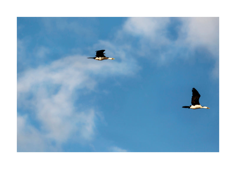 Cormorant 0337