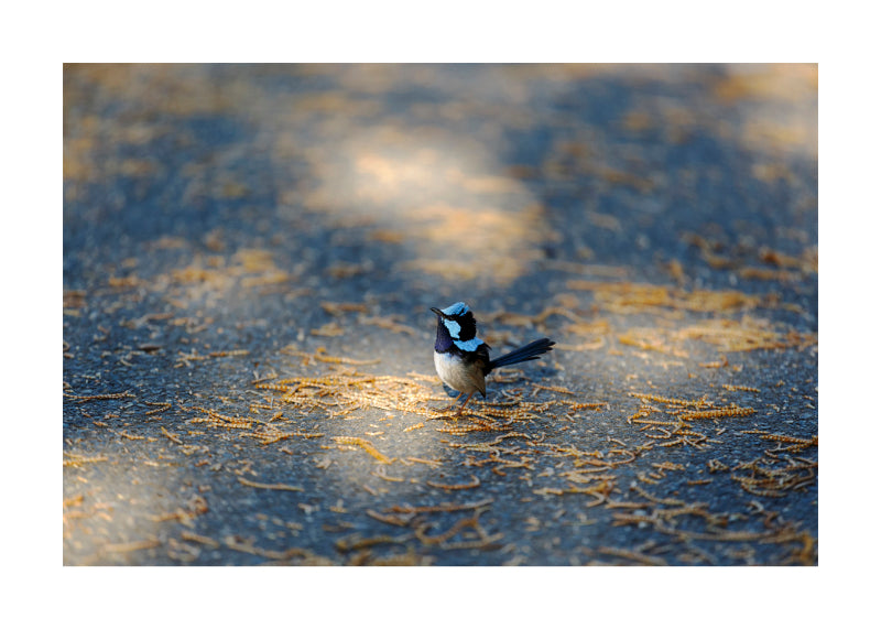 Fairy Wren 8810