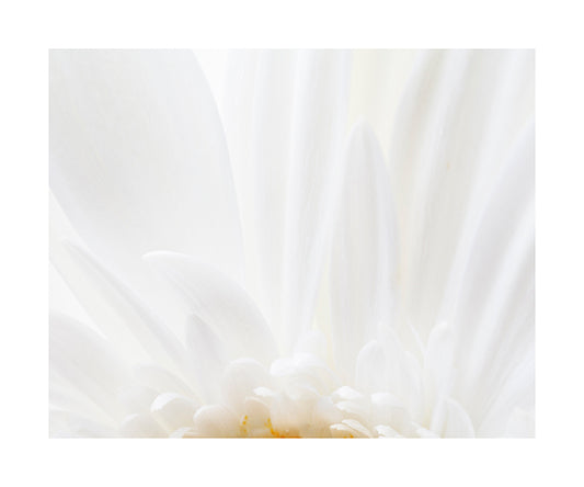 White Gerbera 3075