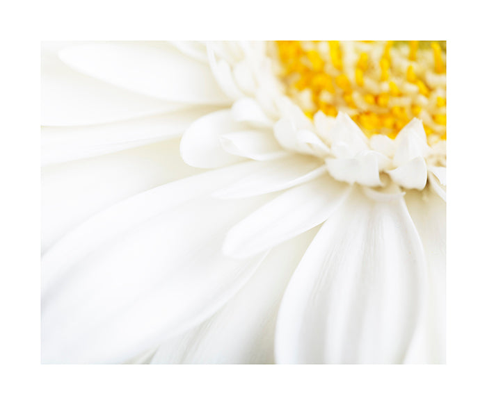 White Gerbera 3083