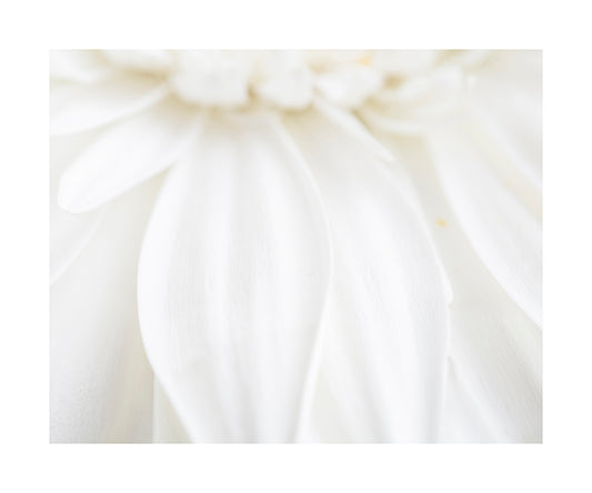 White Gerbera 3095