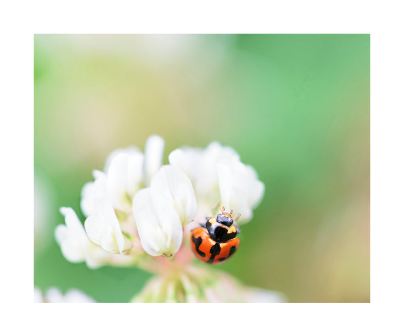 Ladybird 7695