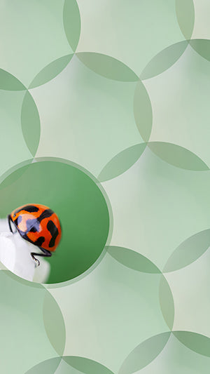 Ladybird Circles Digital Wallpaper