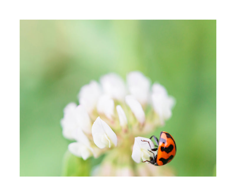 Ladybird 7724