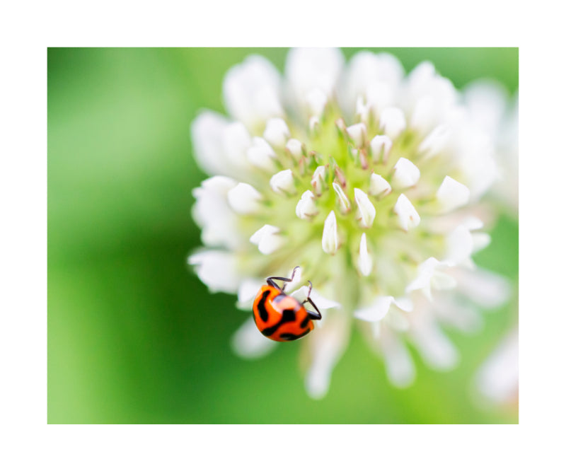 Ladybird 7736