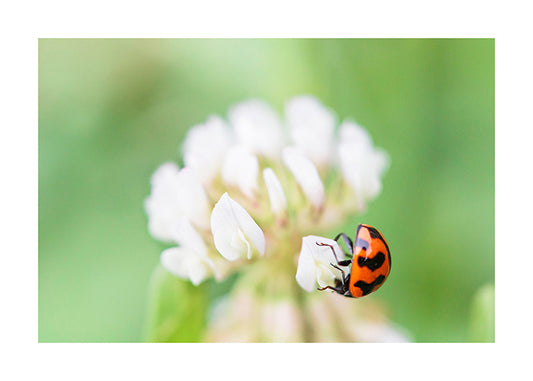 Ladybird 7724