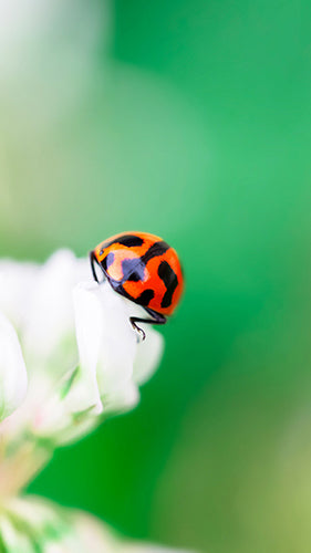 Ladybird Digital Wallpaper