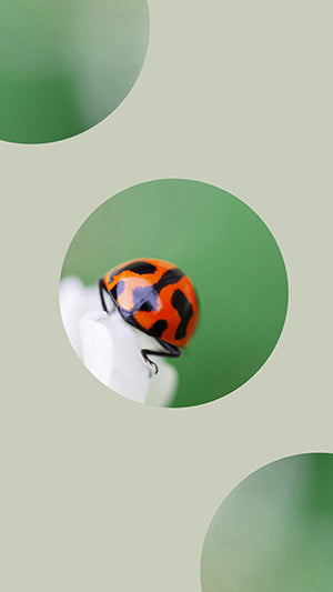 Digital Wallpaper Ladybird 7696 V3