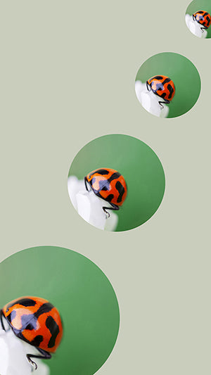 Digital Wallpaper Ladybird 7696 V4