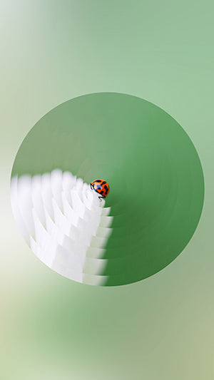 Digital Wallpaper Ladybird 7696 V5