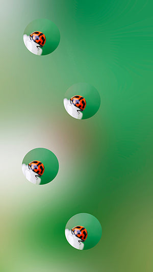 Digital Wallpaper Ladybird 7696 V8