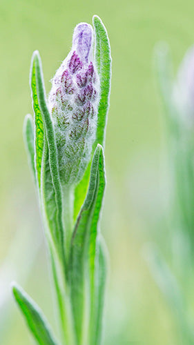 Digital Wallpaper Lavender 5698