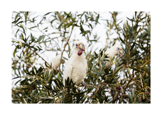 Little Corella 2509