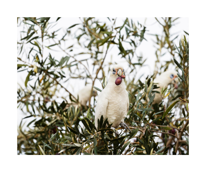 Little Corella 2509
