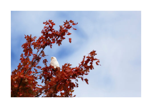 Little Corella 2751