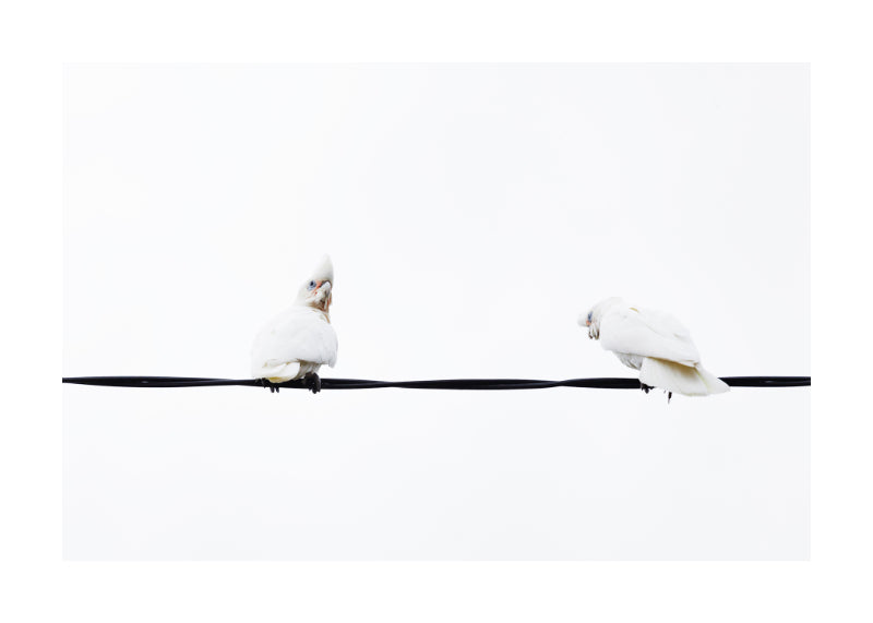 Little Corella 8951