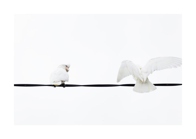 Little Corella 8952